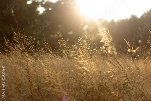 Autumn Blooms and Grasses: A Symphony of Fall Colors