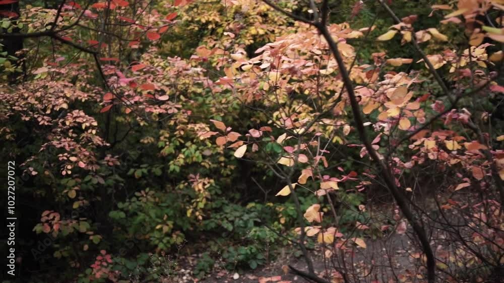 Walking Through Autumn Colors. Golden Trails of the Fall Forest. Pathway Through Autumn Leaves Walking Through Autumn Colors. Golden Trails of the Fall Forest. Pathway Through Autumn Leaves