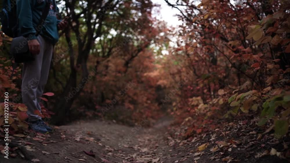 Walking Through Autumn Colors. Golden Trails of the Fall Forest. Pathway Through Autumn Leaves Walking Through Autumn Colors. Golden Trails of the Fall Forest. Pathway Through Autumn Leaves
