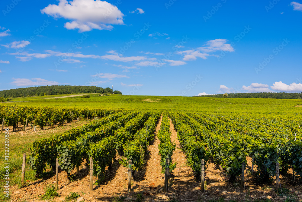 Les vignobles de vin Chablis Les vignobles de vin Chablis