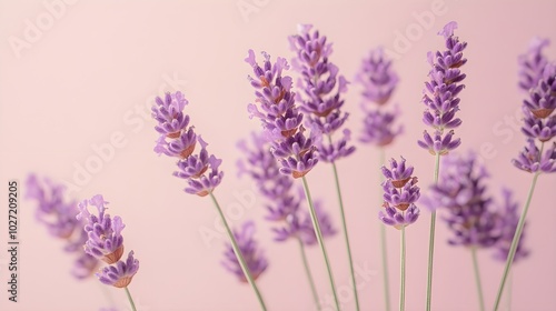 Soft lavender flowers in full bloom, their intricate details highlighted against a cream-colored background, vintage style, pastel colors, minimalistic composition