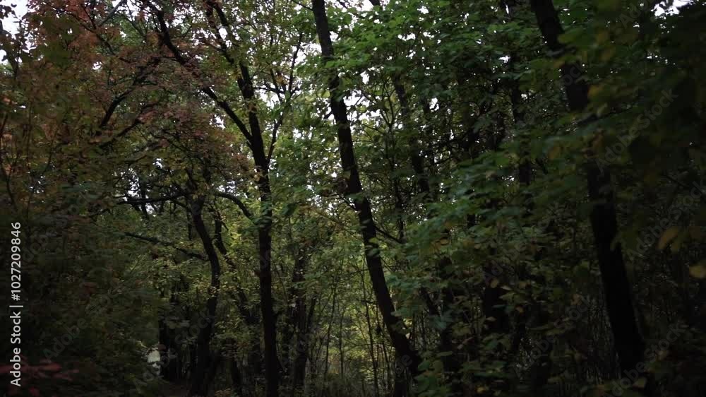 Walking Through Autumn Colors. Golden Trails of the Fall Forest. Pathway Through Autumn Leaves Walking Through Autumn Colors. Golden Trails of the Fall Forest. Pathway Through Autumn Leaves