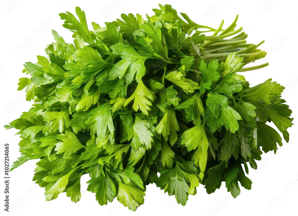 Fresh bunch of vibrant green parsley with broad leaves, perfect for cooking, garnishing, or herbal remedies. The bundle displays crisp leaves that signify health and freshness. Fresh bunch of vibrant green parsley with broad leaves, perfect for cooking, garnishing, or herbal remedies. The bundle displays crisp leaves that signify health and freshness.