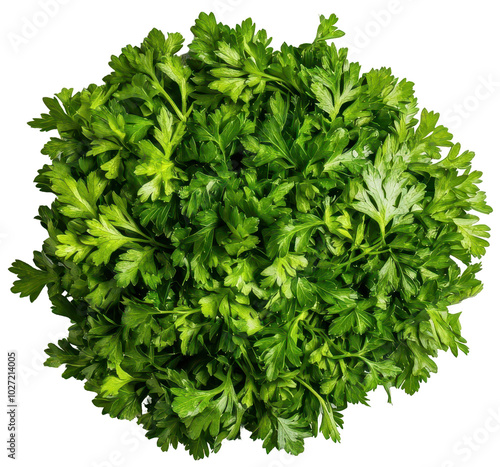 Top-down view of a rounded, dense cluster of fresh parsley leaves. The rich green colour and natural texture make it ideal for culinary, health, and herbal uses. photo