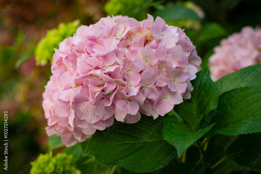Pink Hydrangea (Hortensia) with natural environment background