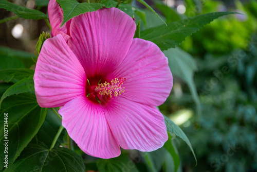 Hibiscus syriacus (rose of Sharon, Syrian ketmia, rose mallow, St Joseph's rod, rosa de Sharon) flower of the Malvaceae family