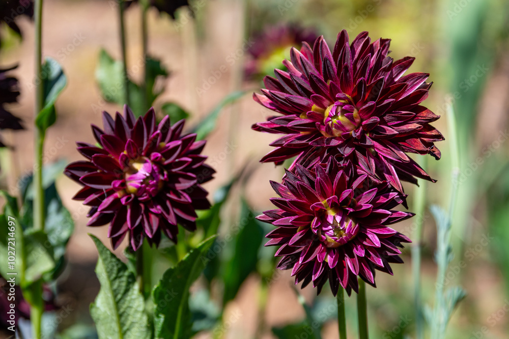 Dahlia flowers with dark purple petals