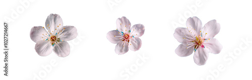 Three white flowers with yellow centers and pink accents on a blue background.