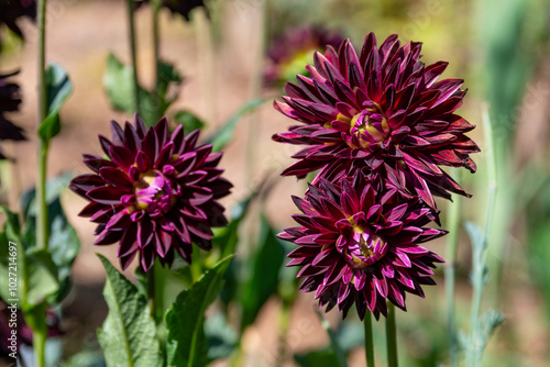 Obraz na płótnie Dahlia flowers with dark purple petals w salonie