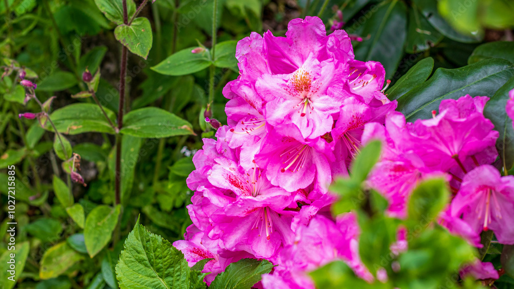 Rhododendron Rhododendrons Rhododendren