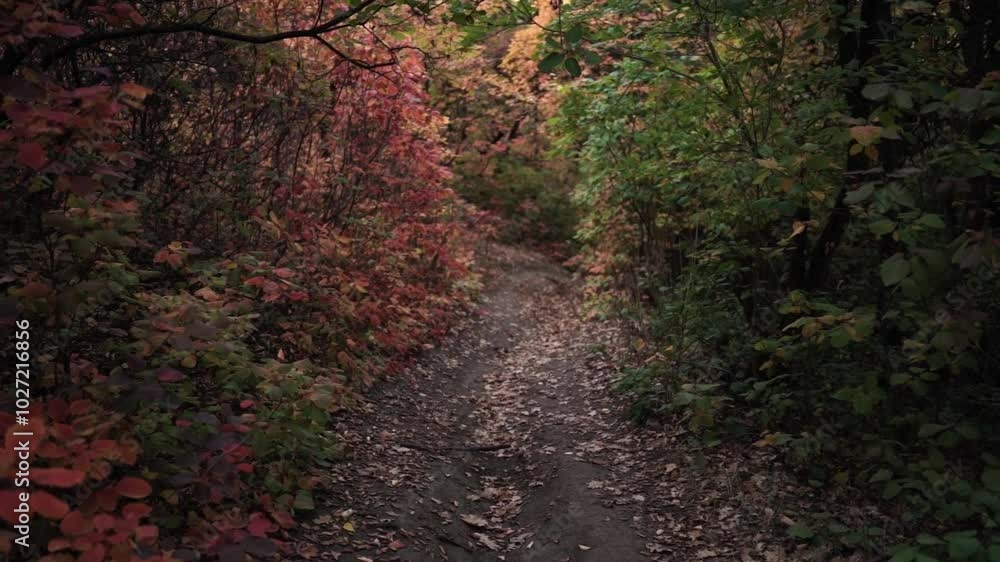 Walking Through Autumn Colors. Golden Trails of the Fall Forest. Pathway Through Autumn Leaves Walking Through Autumn Colors. Golden Trails of the Fall Forest. Pathway Through Autumn Leaves