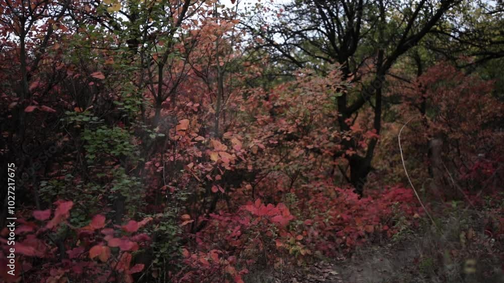 Walking Through Autumn Colors. Golden Trails of the Fall Forest. Pathway Through Autumn Leaves Walking Through Autumn Colors. Golden Trails of the Fall Forest. Pathway Through Autumn Leaves