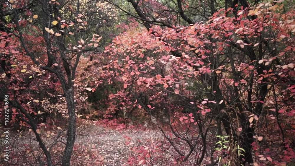 Walking Through Autumn Colors. Golden Trails of the Fall Forest. Pathway Through Autumn Leaves Walking Through Autumn Colors. Golden Trails of the Fall Forest. Pathway Through Autumn Leaves