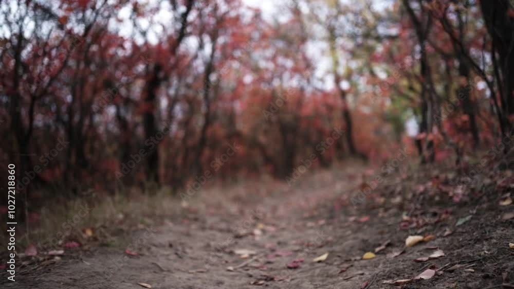 Walking Through Autumn Colors. Golden Trails of the Fall Forest. Pathway Through Autumn Leaves Walking Through Autumn Colors. Golden Trails of the Fall Forest. Pathway Through Autumn Leaves