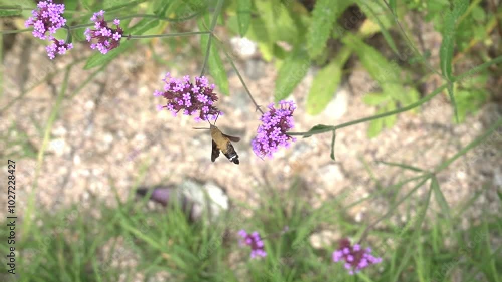 Cute insects we met in the flower garden
꽃밭에서 만난 귀여운 곤충들 Cute insects we met in the flower garden
꽃밭에서 만난 귀여운 곤충들