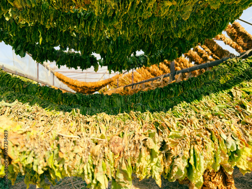 Tobacco leaves hang in various stages of drying inside a greenhouse, showcasing the careful process of preparing them for further processing and sale photo