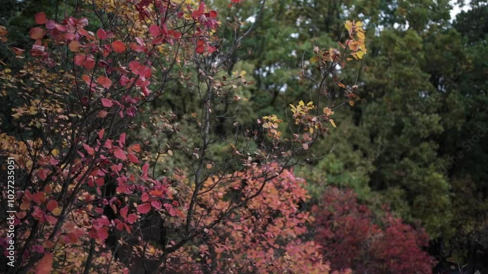 Walking Through Autumn Colors. Golden Trails of the Fall Forest. Pathway Through Autumn Leaves Walking Through Autumn Colors. Golden Trails of the Fall Forest. Pathway Through Autumn Leaves