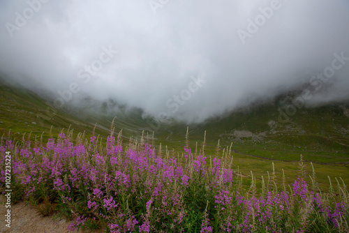 Kaçkar Mountains National Park, natural life and landscape photo