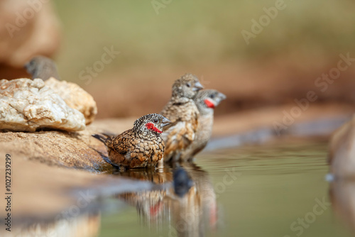 Cut throat finch bathing in waterhole in Kruger National park, South Africa ; Specie Amadina fasciata family of Estrildidae