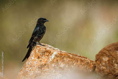 Fork tailed Drongo standing on a rock isolated in natural background in Kruger national park, South Africa; specie Dicrurus adsimilis family of Dicruridae photo