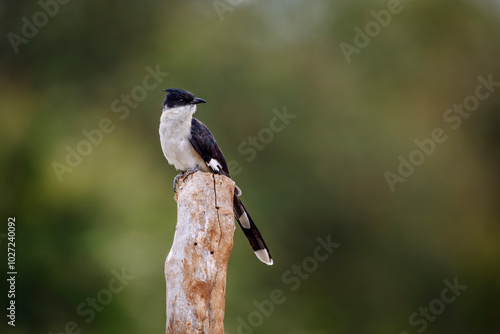 Pied Cuckoo standing on a log isolated in natural background in Kruger National park, South Africa ; Specie Clamator jacobinus family of Cuculidae photo