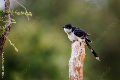 Pied Cuckoo standing on a log isolated in natural background in Kruger National park, South Africa ; Specie Clamator jacobinus family of Cuculidae photo