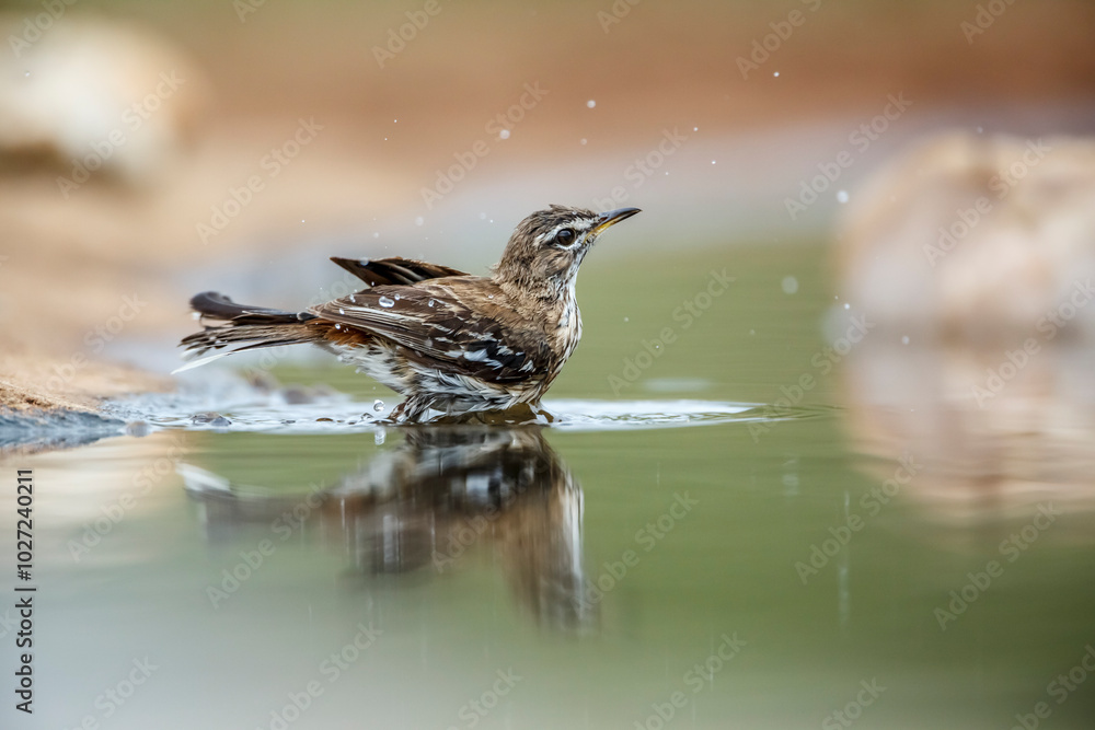 Obraz premium Red backed Scrub Robin bathing in waterhole with reflection in Kruger National park, South Africa; specie Cercotrichas leucophrys family of Musicapidae