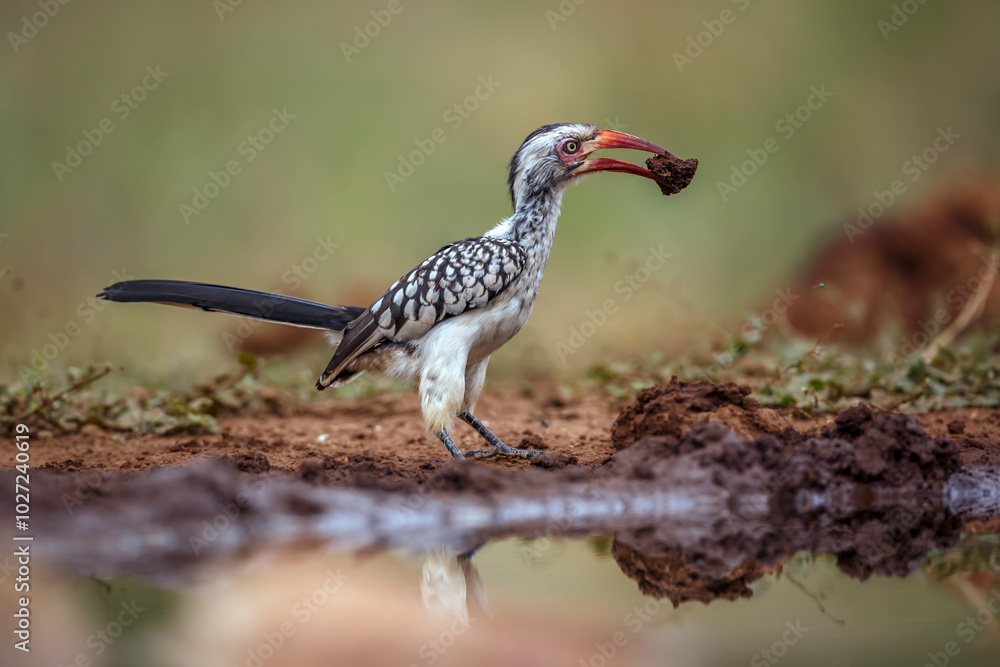 Fototapeta premium Southern Red billed Hornbill ground level collecting mud in Kruger National park, South Africa ; Specie Tockus rufirostris family of Bucerotidae