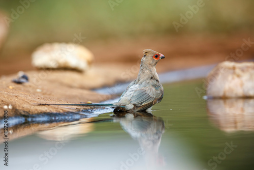 Red faced Mousebird bathing in waterhole in Kruger National park, South Africa ; Specie Urocolius indicus family of Coliidae photo