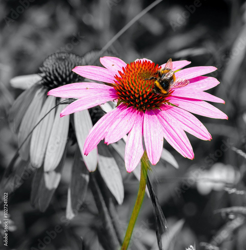 Sonnenhut Hummel Echinacea Bumblebee Flower photo