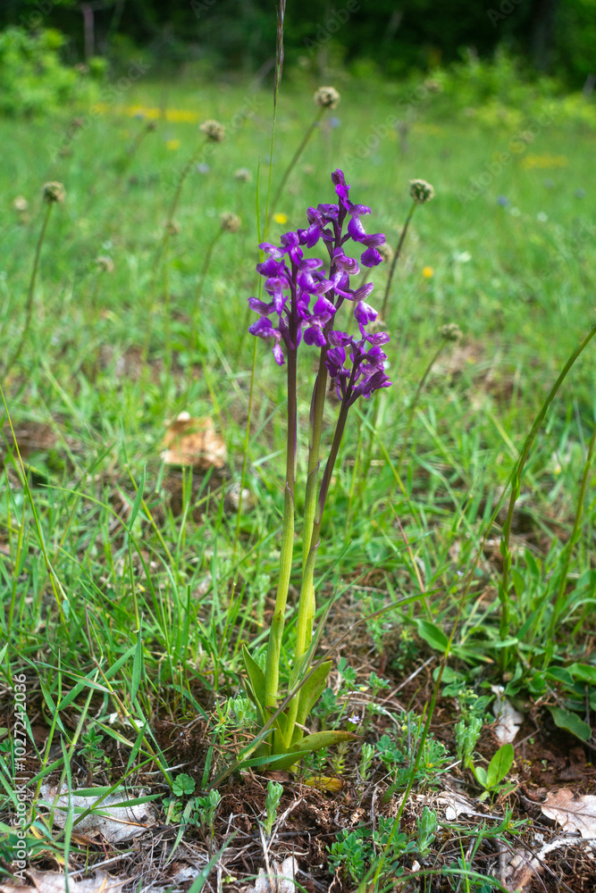orchis bouffon, Orchis morio, Anacamptis morio orchis bouffon, Orchis morio, Anacamptis morio