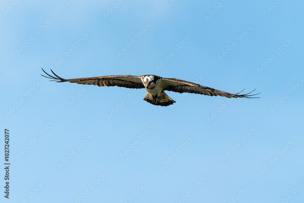 Balbuzard pêcheur, Pandion haliaetus, Western Osprey Balbuzard pêcheur, Pandion haliaetus, Western Osprey