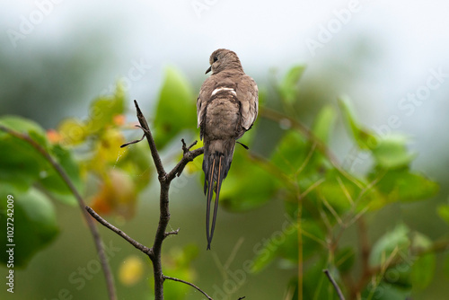 Tourterelle masquée,.Oena capensis, Namaqua Dove photo