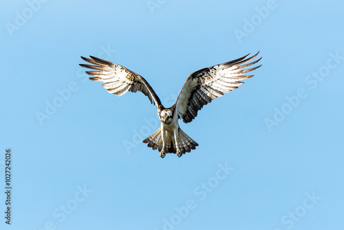 Balbuzard pêcheur, Pandion haliaetus, Western Osprey photo