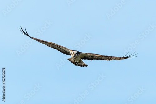 Balbuzard pêcheur, Pandion haliaetus, Western Osprey photo