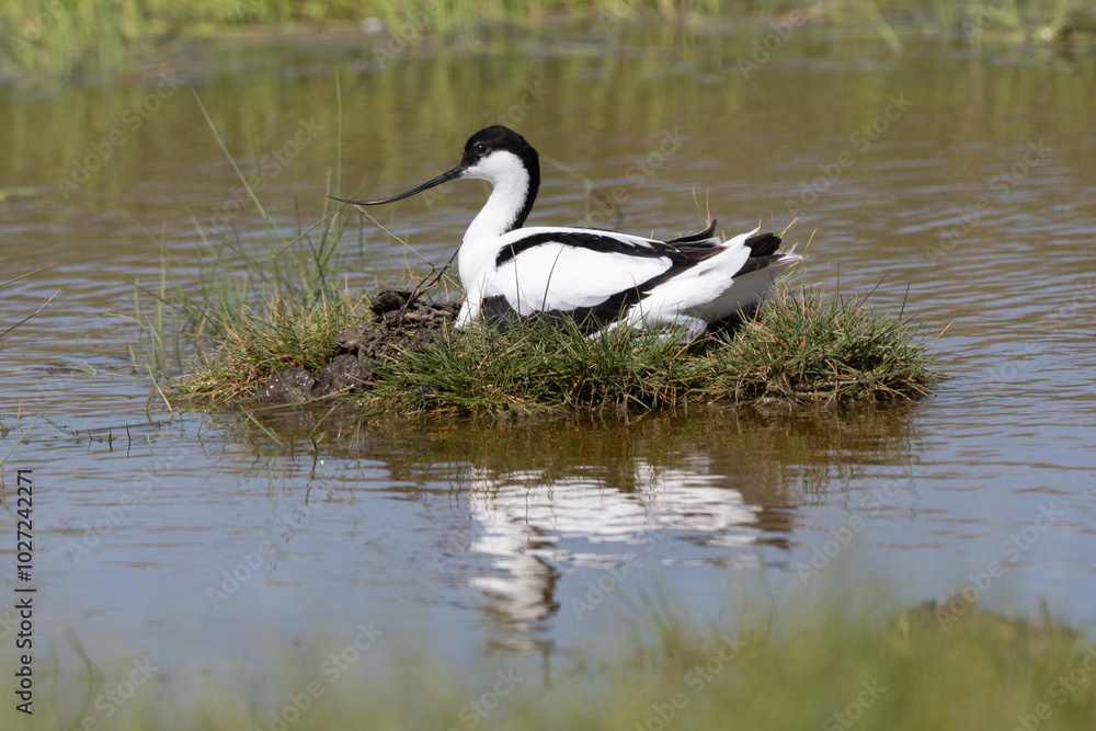 Avocette élégante, nid, Recurvirostra avosetta, Pied Avocet Avocette élégante, nid, Recurvirostra avosetta, Pied Avocet