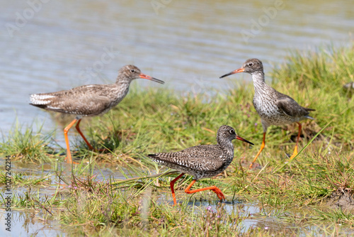 Chevalier gambette,.Tringa totanus, Common Redshank