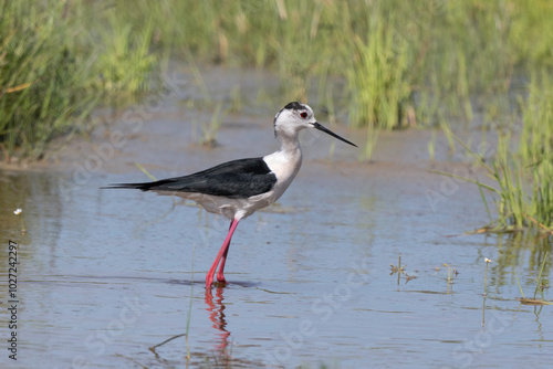 Echasse blanche,  Himantopus himantopus, Black winge photo