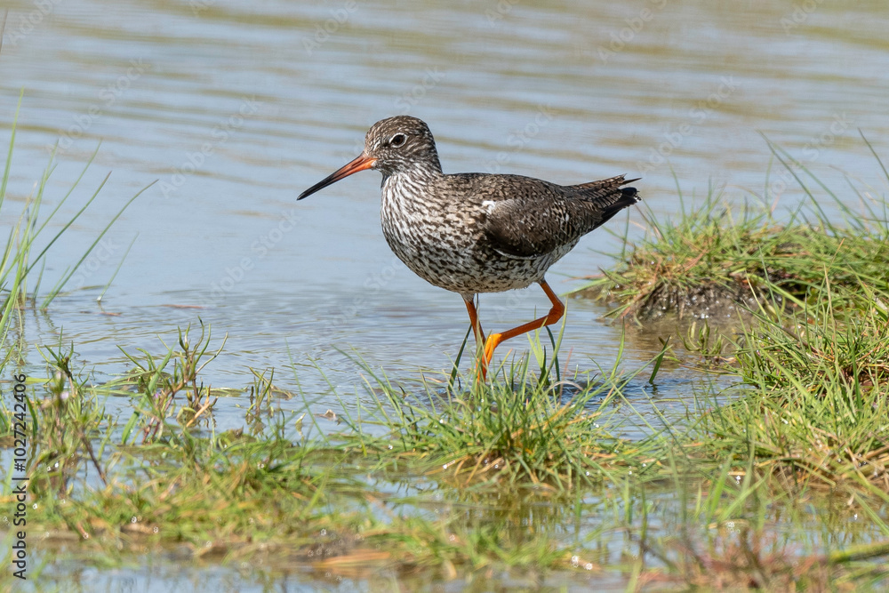 Chevalier gambette,.Tringa totanus, Common Redshank Chevalier gambette,.Tringa totanus, Common Redshank