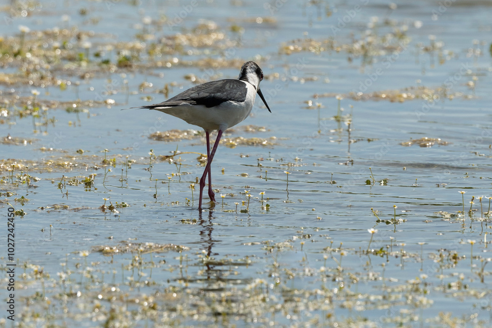Echasse blanche, Himantopus himantopus, Black winge Echasse blanche, Himantopus himantopus, Black winge