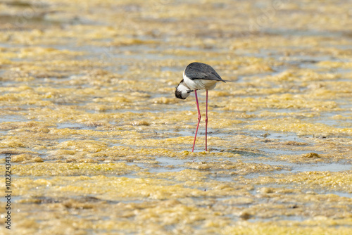 Echasse blanche,  Himantopus himantopus, Black winged , Marais salants, Limu ruppie; ruppia maritima, Guerande, Loire Atlantique, 44, France photo