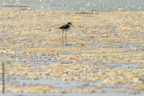 Echasse blanche,  Himantopus himantopus, Black winged , Marais salants, Limu ruppie; ruppia maritima, Guerande, Loire Atlantique, 44, France photo