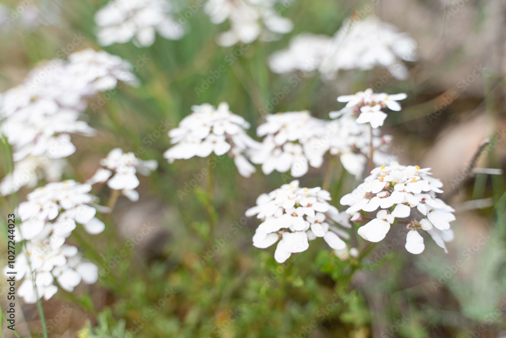 A bunch of white flowers are in a field A bunch of white flowers are in a field