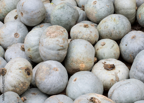 close up of Winter melon pumpkins photo