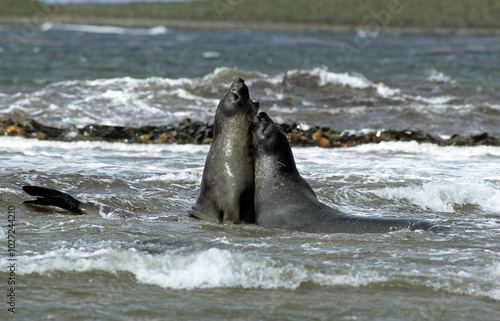 Eléphant de mer, mâle, combat, Mirounga leonina, Iles Falkland, Malouines photo