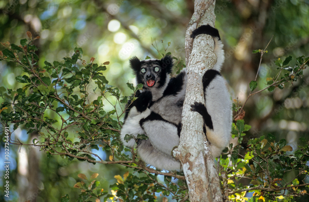 Naklejka premium Lemur indri, Indri indri, Madagascar