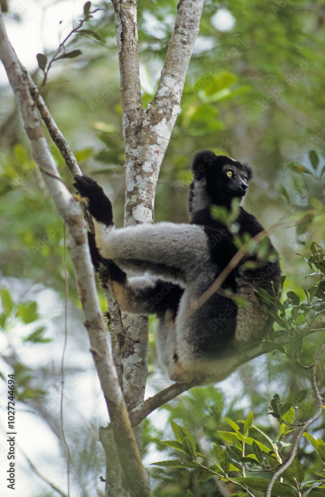 Fototapeta premium Lemur indri, Indri indri, Madagascar