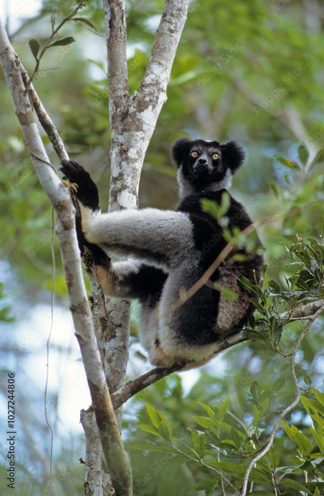Fototapeta premium Lemur indri, Indri indri, Madagascar