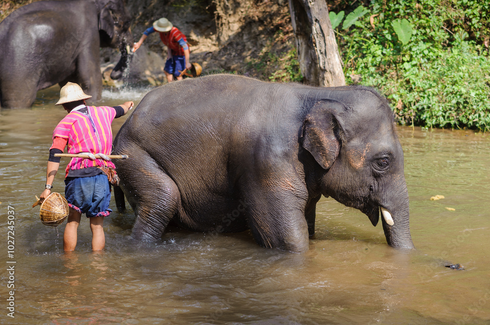 Fototapeta premium Herdsman washes the elephant in the river