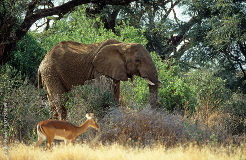 Eléphant d'Afrique, Loxodonta africana, Parc national de Samburu, Kenya photo